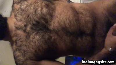 Gay punjabi bear showing his very hairy body